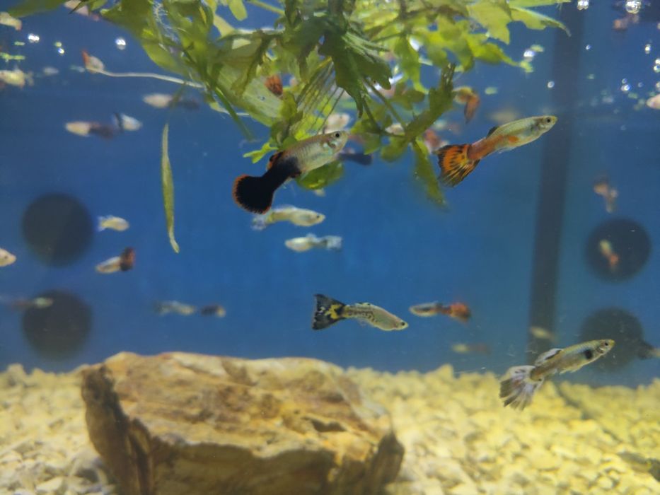 Guppys machos  variados