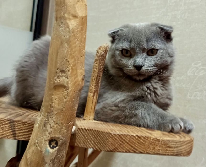 Вислоухая особенная кошечка 4мес кошеня фолд кішечка висловуха