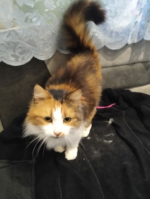 Возьмите кошечку в добрые руки,хозяева умерли ,осталась одна на улице