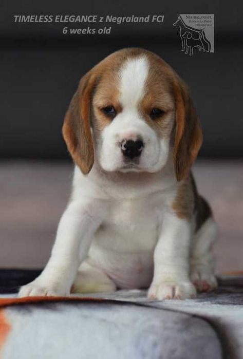 Beagle – sunia „Timeless Elegance” | hodowla Negraland