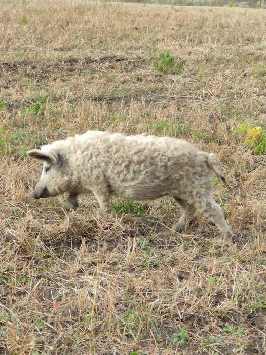 Поросята. Угорська пухова мангалиця, венгерская пуховая мангалица.