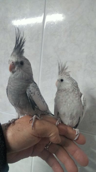 Caturra domesticada e agapornis domésticados.