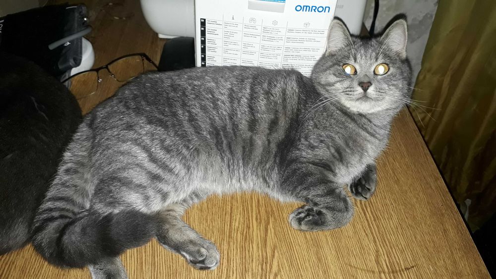 Отдам домашнего кота