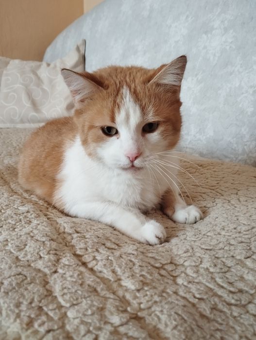 Grzeczna kotka Cziczi szuka domu