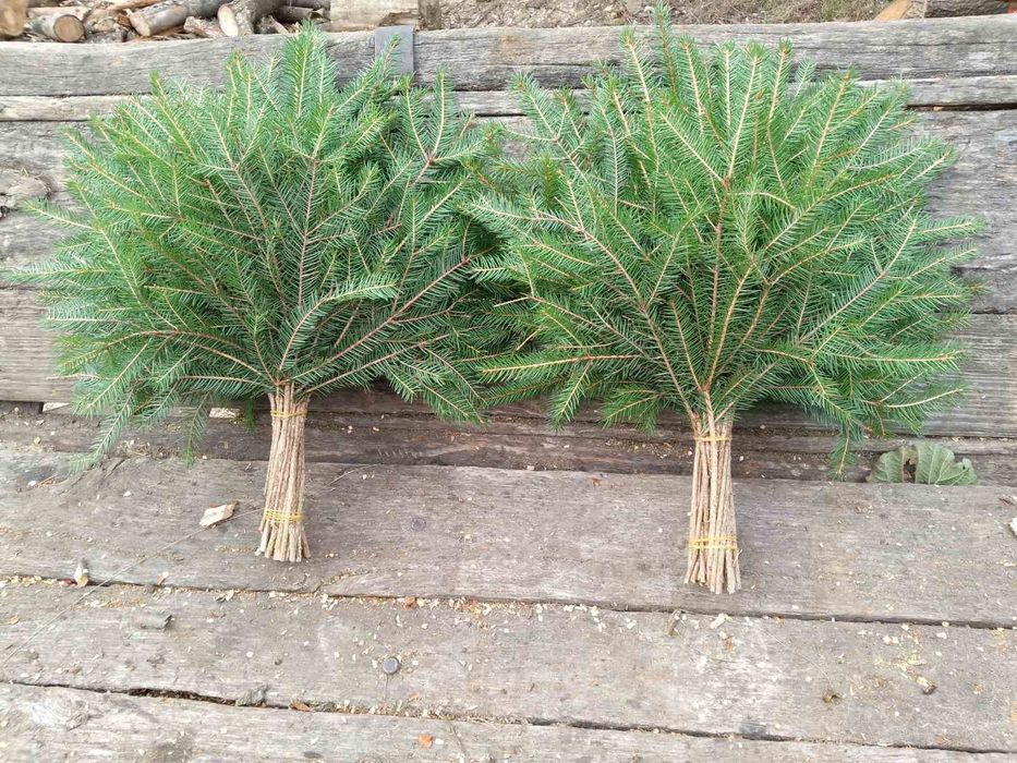 Хвойний віник ялина