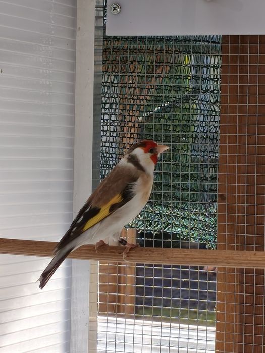 Szczygieł syberyjski Major