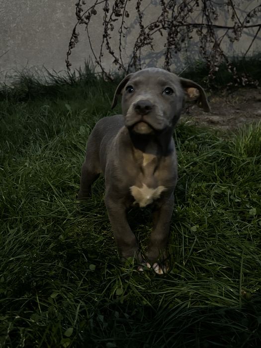 Szczeniak Amstaff