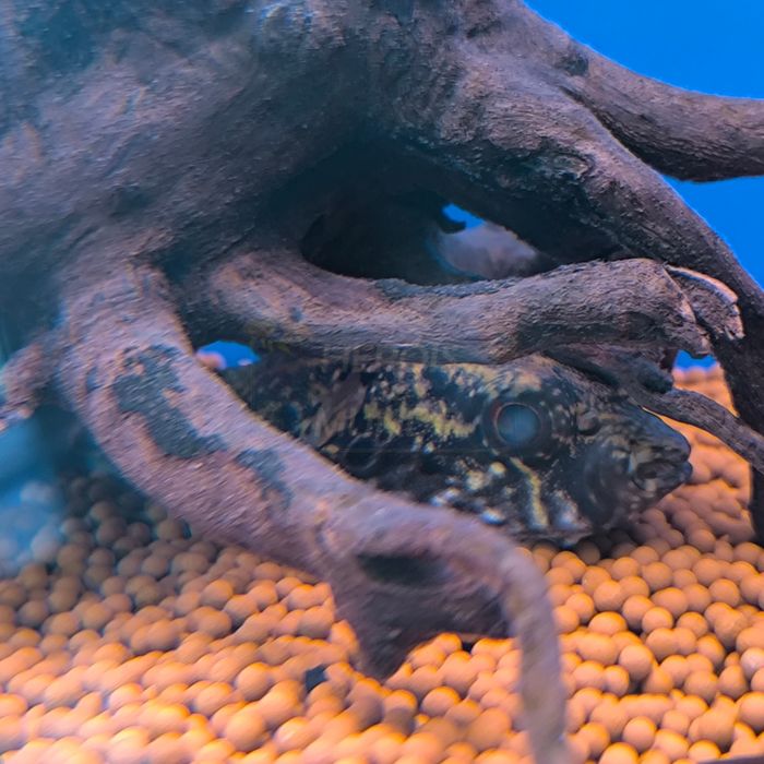 Peixe Balão Dragão (Tetraodon Palembangensis)