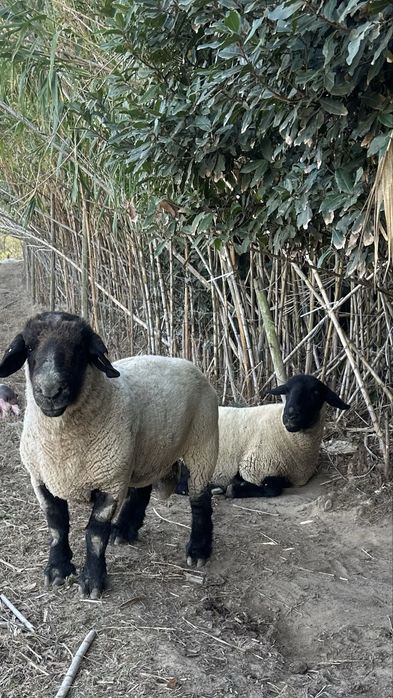 Borrega sulffolk