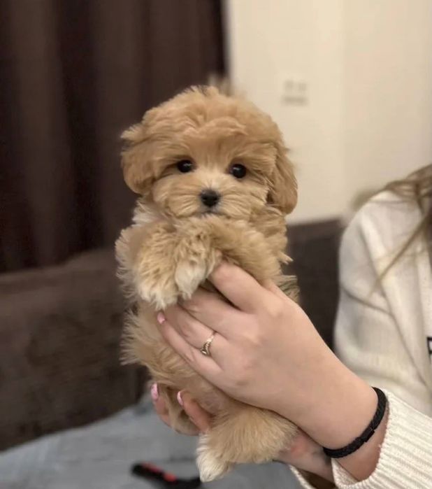 Гарна собачка мальтипу ф1