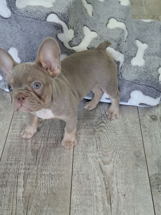 Caramello Buldog francuski Isabella New Shade tan  samiec