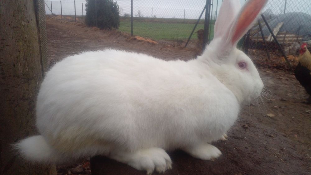 Самець робочий Термонська біла