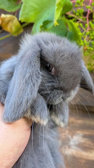 Karzełek baranek - Mini Lop