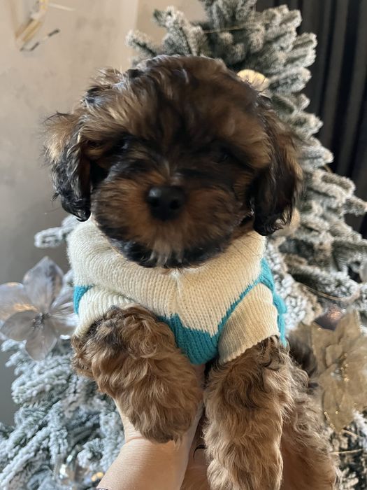 Цуценята Ши-пу дівчинка, хлопчик