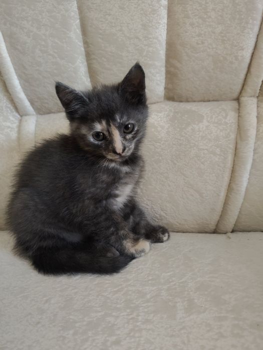 Кошенята в добрі руки