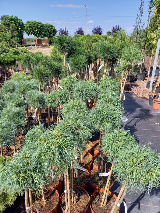 Klon szczepiony Esk Sunset 120-230cm . Tuja szmaragd