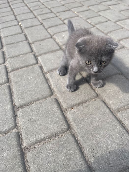 Продам котики  500 грн британці