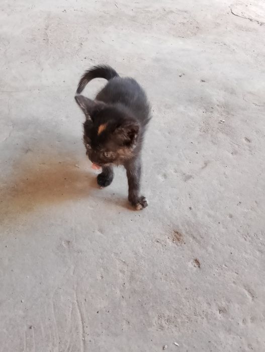 Mały czarny kotek do adopcji