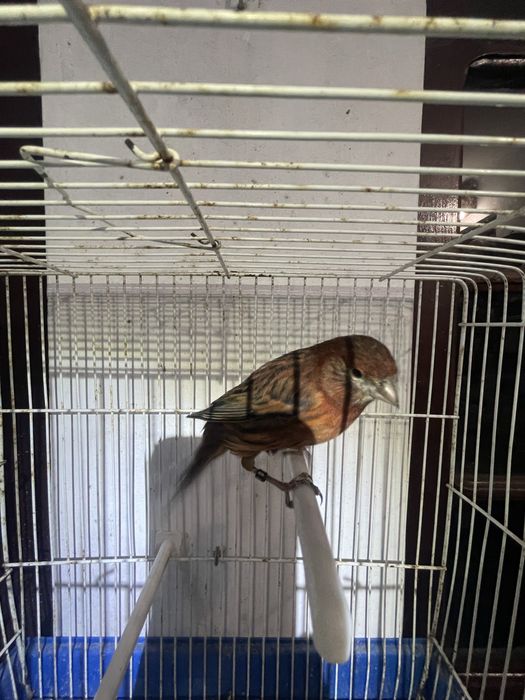 Canarios negro vermelho