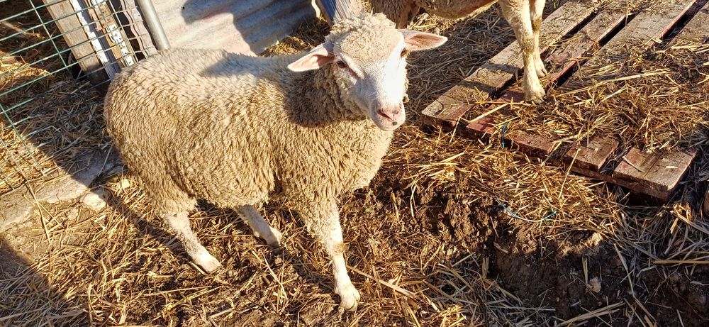 Borrego cruzado il france