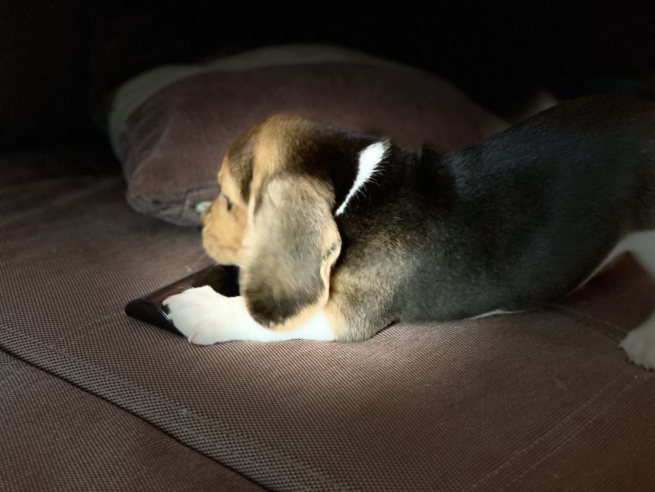 Чудесні малюки біглі