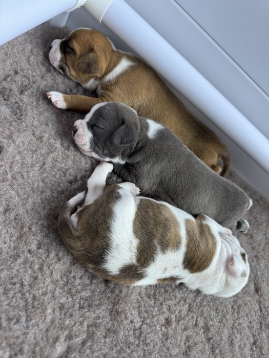 Szczenięta Amstaff FCI ZKwP zagraniczne krycie - zapowiedź miotu