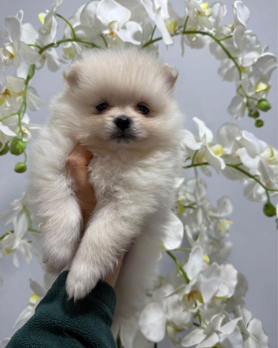 Lulu da poumorania miniatura