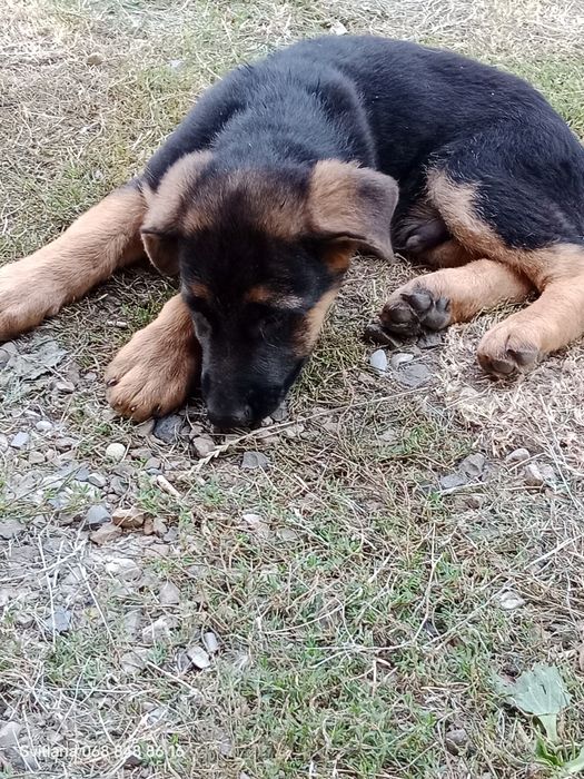 Нім.вівчарка.Дата народження 29.05.25.