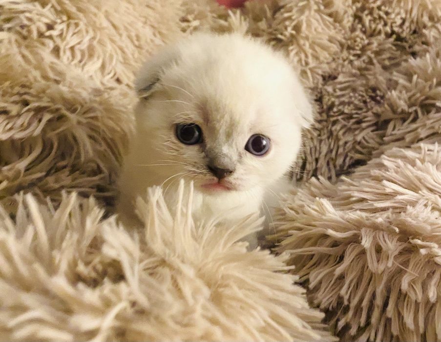 Шотландские котята в поисках любящей семьи