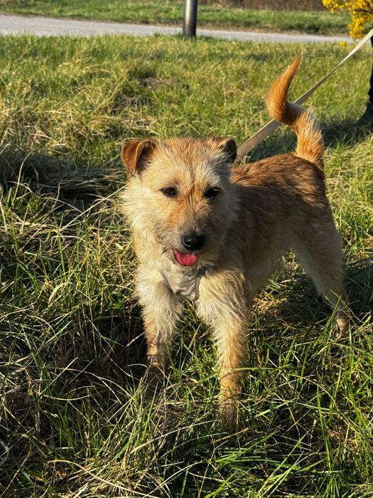 Rosa 2 letnia 10 kg ,szorstkowłosa, adopcja.