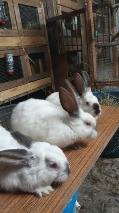 Sprzedam króliki kalifornijskie