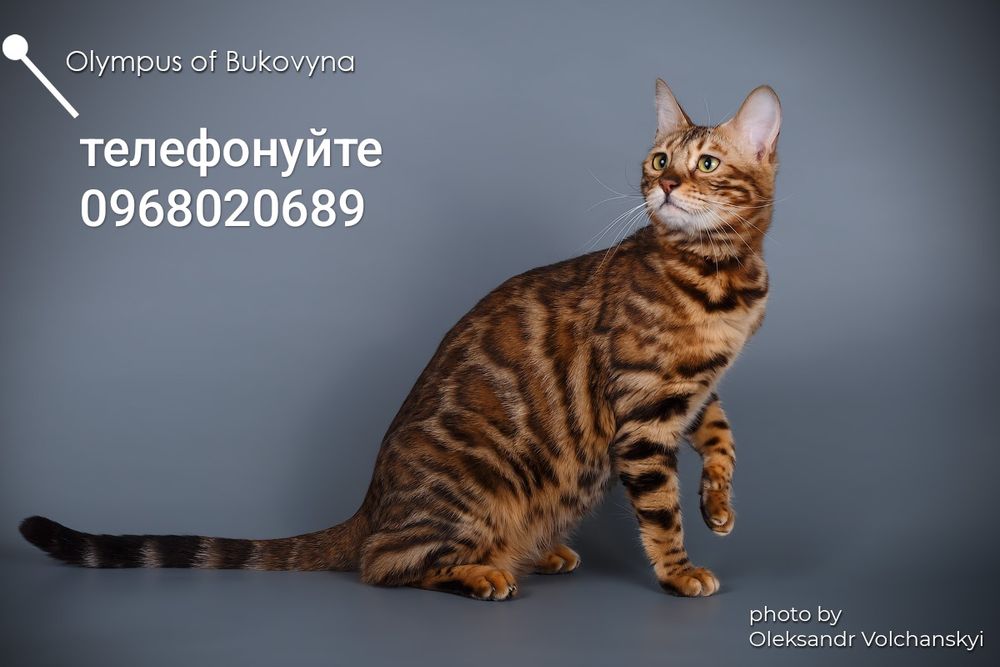 Маємо для Вас родина,  розкішних, леопардиків-бенгалят!