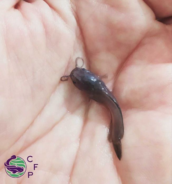 Продам малька кларієвого (африканського/мармурового) сома