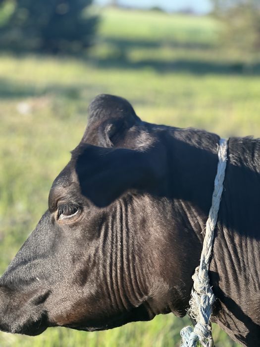 Продам теличку джерсейської породи