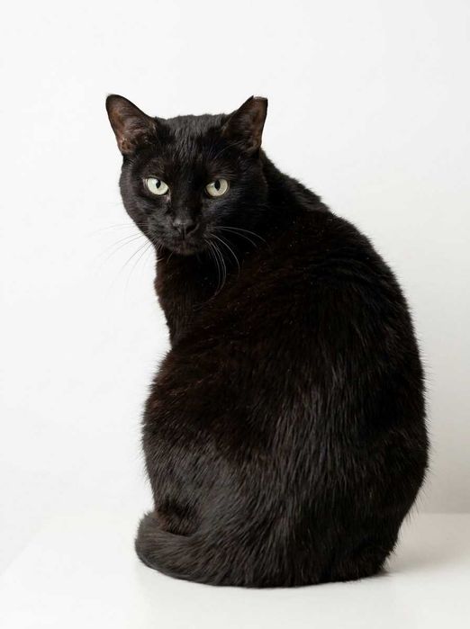 Setúbal / Margem Sul / Lisboa — BLACK, gatinho para adoção
