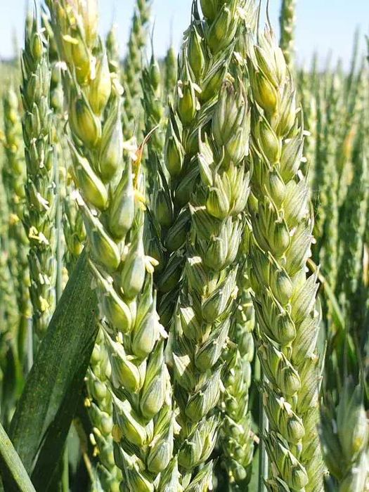 Pszenica Jara JUTRZENKA C/1 Materiał Kwalifikowany