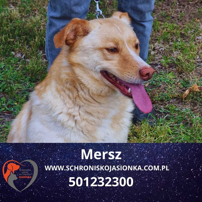 MERSZ do adopcji – Schronisko Jasionka
