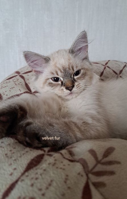 Neva masquerade kotka kocur syberyjska kot