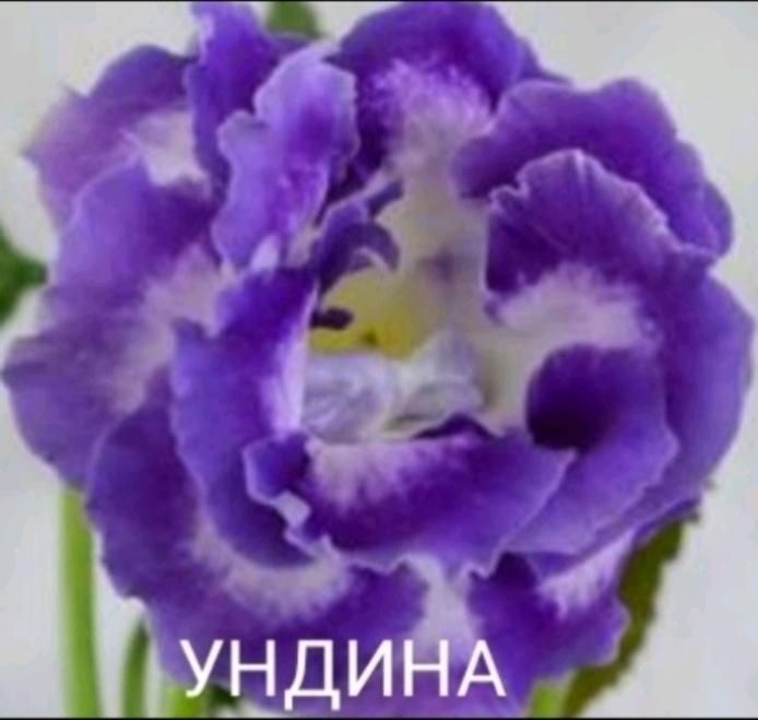 Глоксиниї сортові КІМНАТНІ РОСЛИНИ