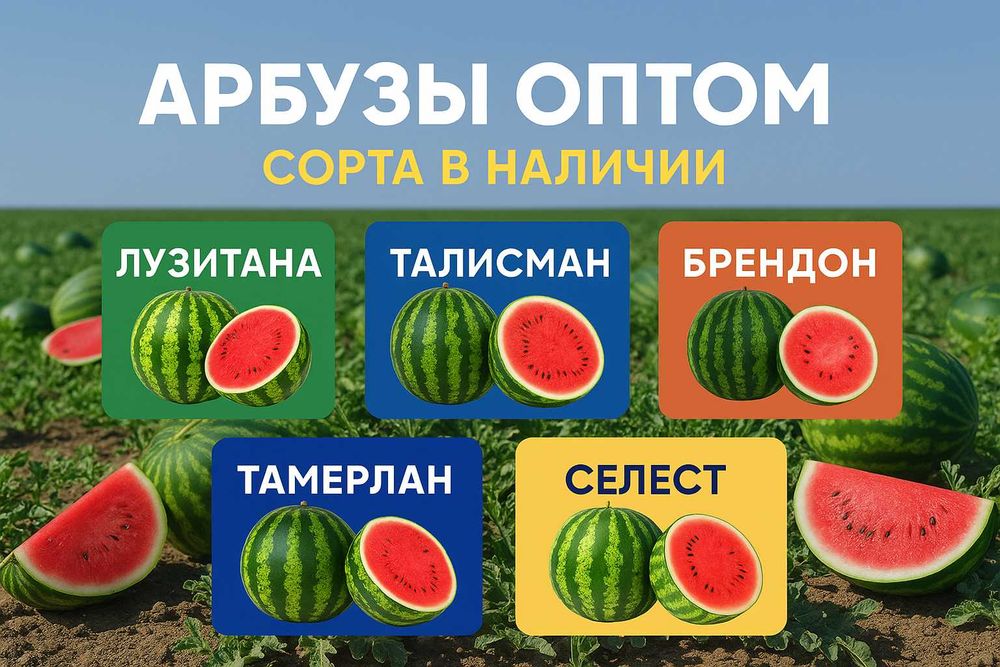 Арбузы оптом 2025 — от 1 тонны | Прямые поставки с Измаила