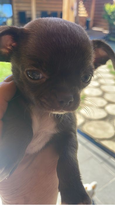 Chihuahua suczka gotowa do odbioru
