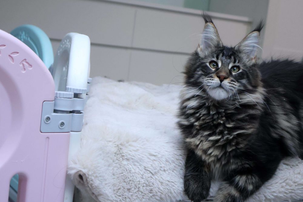 Kochany kocurek maine coon