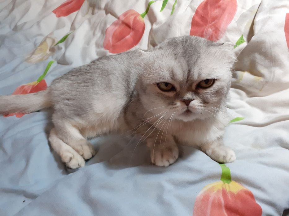 Вязка вислоухий кот