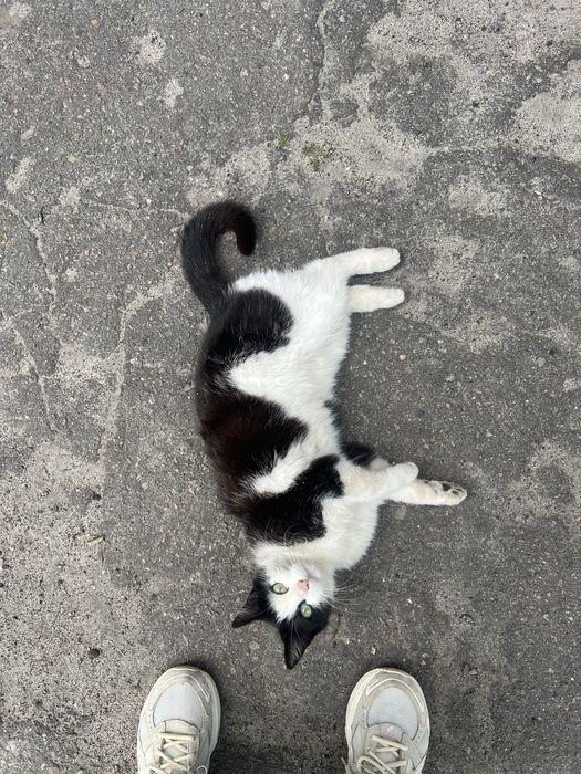 Віддамо кішку ,кішка стерилізована