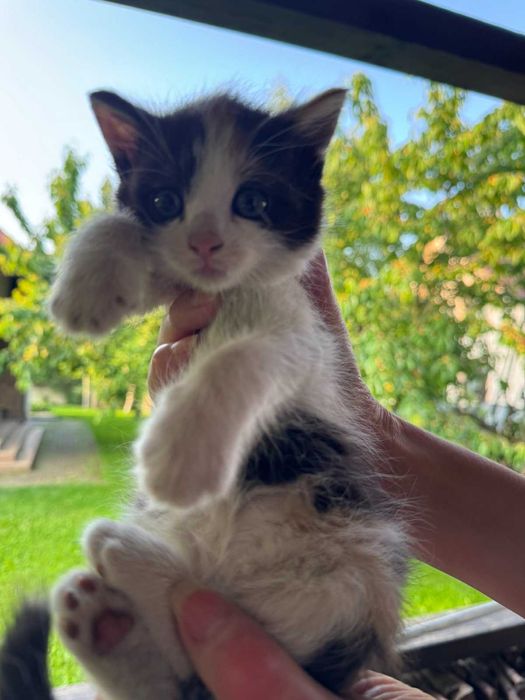 Гарні котики чекають на своїх дбайливих господарів!