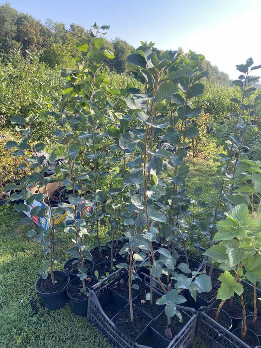 Саджанці лохини(голубики)