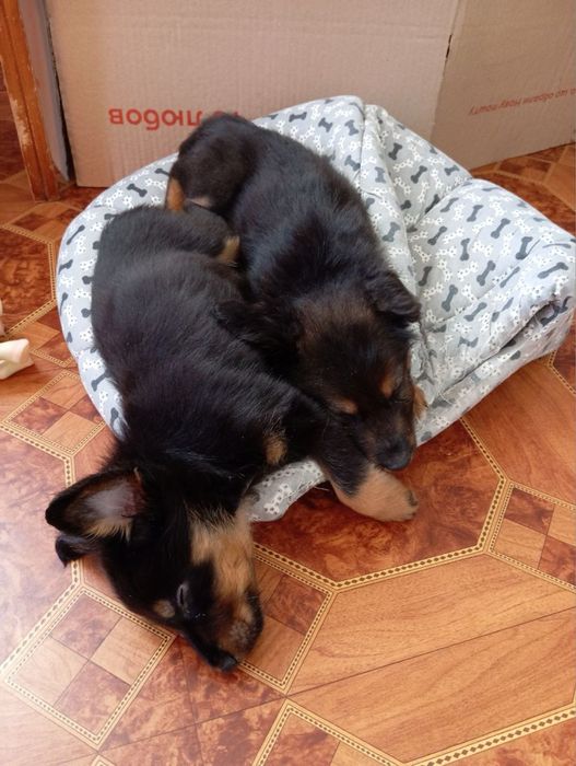 Отдам щенков двое