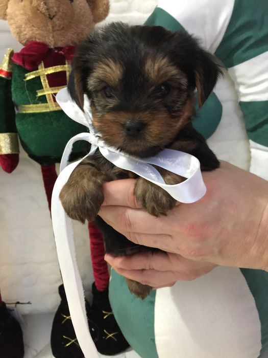 VIP Йорки  чарівні крихітки чекають на вас