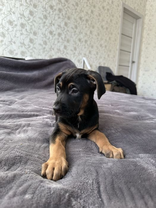 Цуцики   амстафа