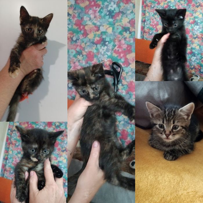 Котята в заботливые руки. Котенок бесплатно. Кот. Котик.  Кошка даром